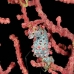 seahorse_pygmy_kbrbs3_v_0119_sul6483.jpg